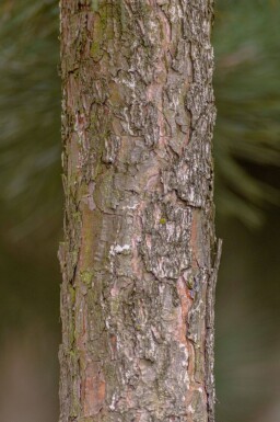 Pinus nigra subsp. nigra haute-tige 16/18
