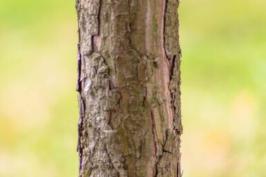 Pinus nigra subsp. nigra haute-tige 16/18
