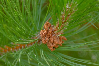 Pinus nigra subsp. nigra haute-tige 16/18