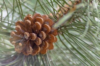Pinus nigra subsp. nigra haute-tige 16/18