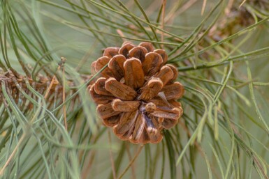 Pinus nigra subsp. nigra haute-tige 16/18