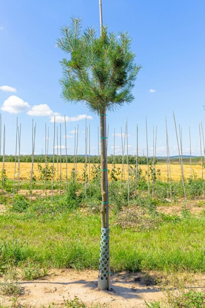 Pinus sylvestris haute-tige 10/12