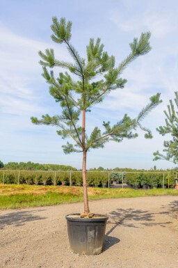 Pinus sylvestris haute-tige