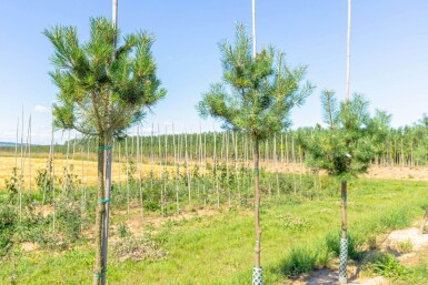 Pinus sylvestris haute-tige 10/12