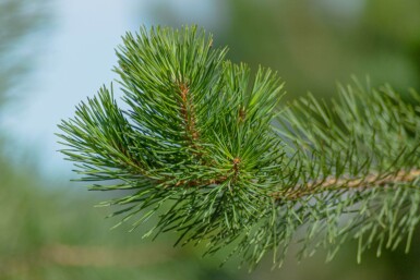 Pinus sylvestris haute-tige 10/12