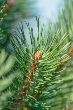 Pinus sylvestris haute-tige 10/12
