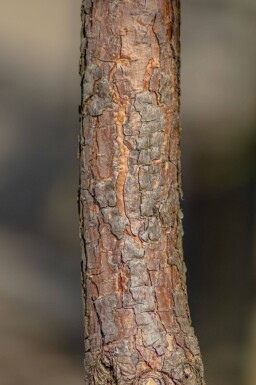 Pinus sylvestris haute-tige 10/12