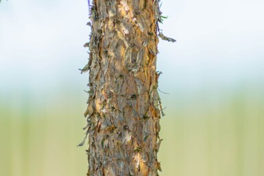Pinus sylvestris haute-tige 10/12