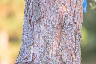 Pinus sylvestris haute-tige 10/12