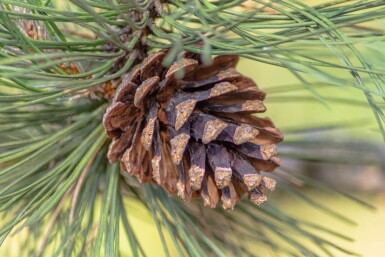 Pinus sylvestris haute-tige 10/12