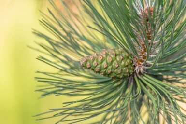 Pinus sylvestris haute-tige 10/12