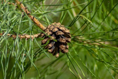 Pinus sylvestris haute-tige 10/12