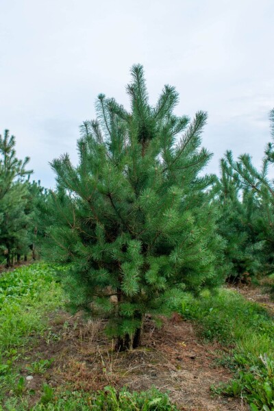 Pinus sylvestris cépée 250-300