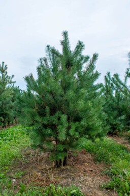 Pinus sylvestris cépée