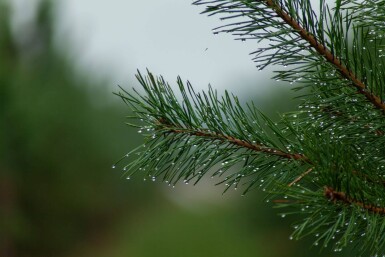 Pinus sylvestris cépée