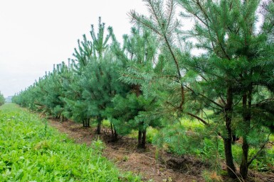 Pinus sylvestris cépée 250-300
