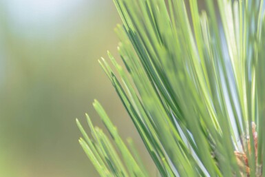 Pinus sylvestris cépée 250-300