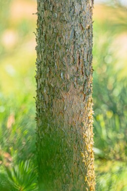 Pinus sylvestris cépée 250-300