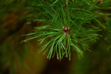 Pinus sylvestris cépée 250-300