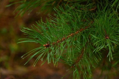 Pinus sylvestris cépée 250-300