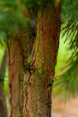 Pinus sylvestris cépée 250-300