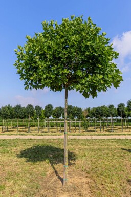 Platanus x hispanica 'Alphen's Globe' haute-tige