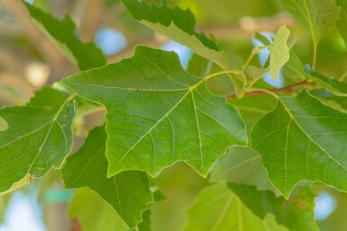 Platanus x hispanica 'Alphen's Globe' haute-tige 10/12 225cm tronc