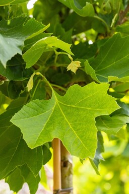Platanus x hispanica 'Alphen's Globe' haute-tige 10/12 225cm tronc
