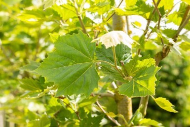 Platanus x hispanica 'Alphen's Globe' haute-tige 10/12 225cm tronc