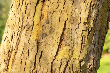Platanus x hispanica 'Alphen's Globe' haute-tige 10/12 225cm tronc