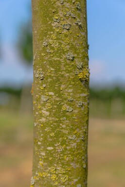 Platanus x hispanica 'Alphen's Globe' boule sur tige