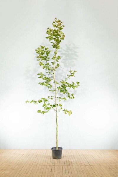 Platanus x hispanica haute-tige 12/14