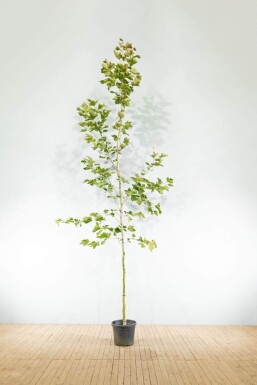 Platanus x hispanica haute-tige