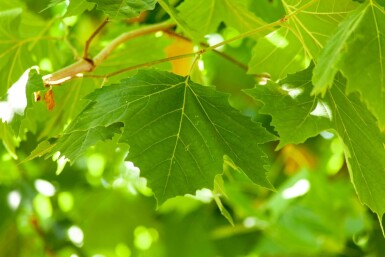 Platanus x hispanica haute-tige
