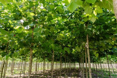 Platanus x hispanica haute-tige 12/14
