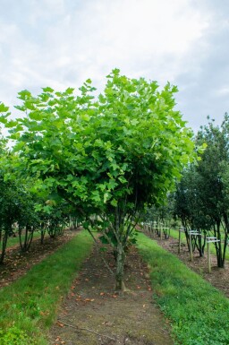 Platanus x hispanica cépée