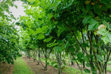 Platanus x hispanica cépée