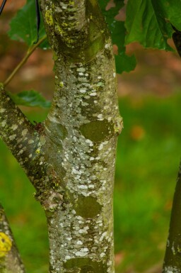 Platanus x hispanica cépée