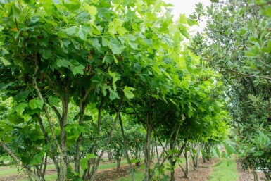 Platanus x hispanica cépée