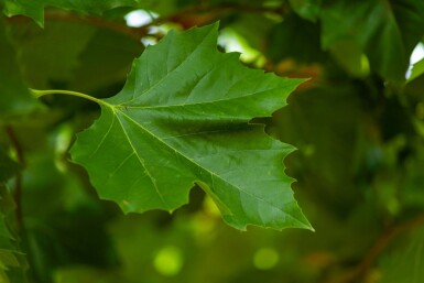 Platanus x hispanica cépée