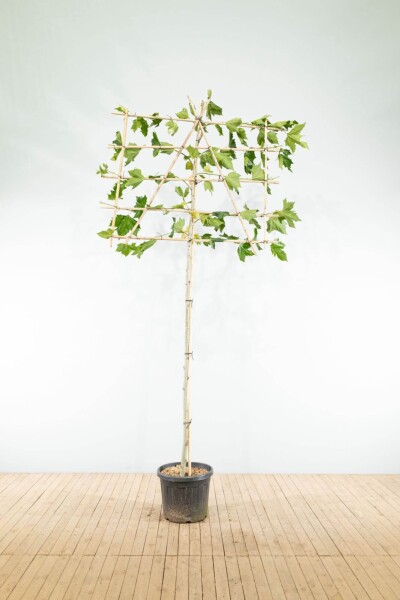 Platanus x hispanica espalier 12/14 190cm tronc 150b x 120h