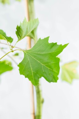 Platanus x hispanica espalier