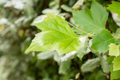 Platanus x hispanica espalier 12/14 190cm tronc 150b x 120h