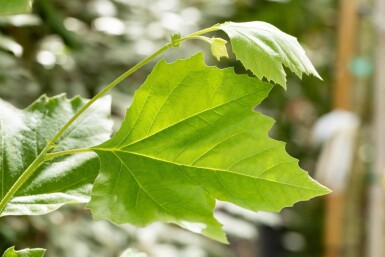 Platanus x hispanica espalier 12/14 190cm tronc 150b x 120h