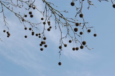 Platanus x hispanica espalier 12/14 190cm tronc 150b x 120h