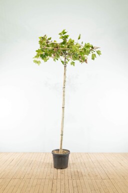 Platanus x hispanica en plateau
