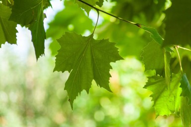 Platanus x hispanica en plateau