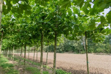 Platanus x hispanica en plateau 8/10 240cm tronc 120x120
