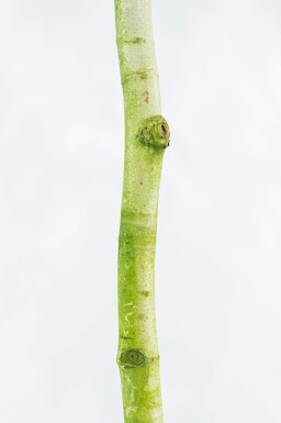 Platanus x hispanica en plateau 8/10 240cm tronc 120x120