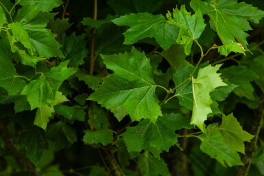 Platanus x hispanica en plateau 8/10 240cm tronc 120x120